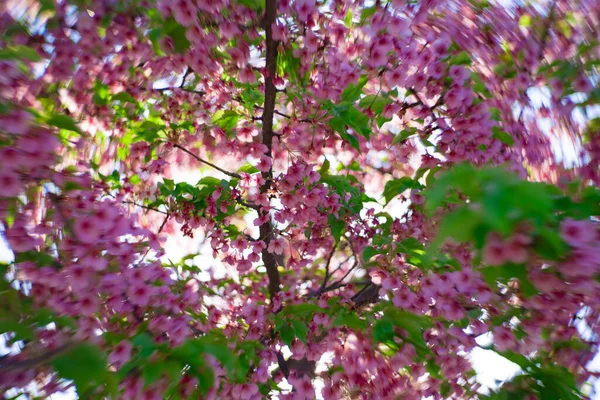 Kawazu Cseresznyevirágok Kavarog Elmosódott Tavaszi Szezonban Közelről Kiváló Minőségű Fotó — Stock Fotó