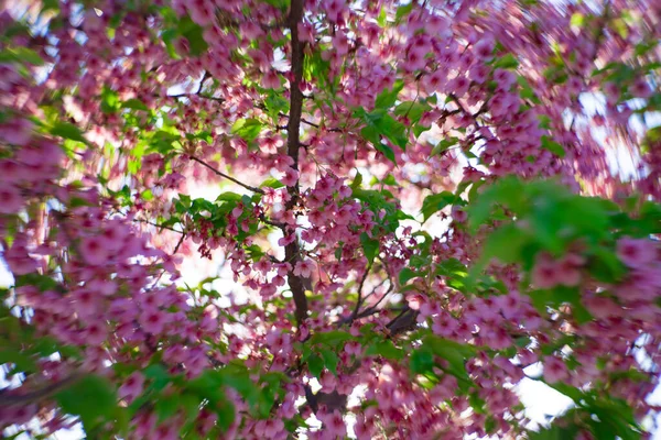 Kawazu Wiśnia Kwiaty Wirują Rozmyte Sezonie Wiosennym Zamknąć Wysokiej Jakości — Zdjęcie stockowe