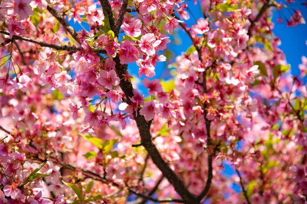 川祖樱花在春季收尾 高质量的照片 Koto District Kiba Tokyo Japan 2023 — 图库照片