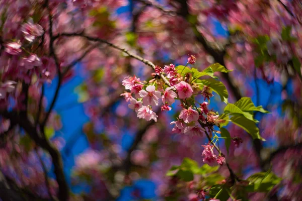 Kawazu Kirschblüten Verschwimmen Frühling Aus Nächster Nähe Hochwertiges Foto Koto lizenzfreie Stockbilder