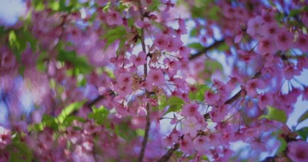 Kawazu Wiśnia Kwiaty Wirują Rozmyte Sezonie Wiosennym Zamknąć Wysokiej Jakości — Wideo stockowe