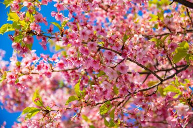 Bahar mevsiminde Kawazu kiraz çiçekleri açar. Yüksek kalite fotoğraf. Koto Bölgesi Kiba Tokyo Japonya 03.14.2023