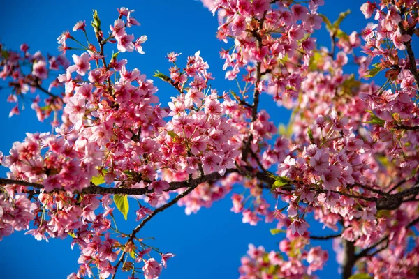 Kawazu Cherry Blossoms Spring Season High Quality Photo Koto District — Stock Photo, Image