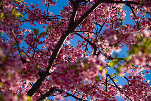 Kawazu cherry blossoms in spring season. High quality photo. Koto district Kiba Tokyo Japan 03.14.2023