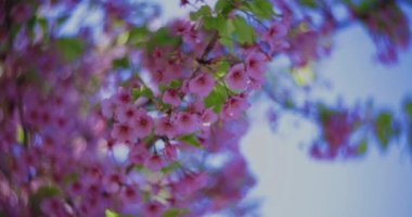 Kawazu kiraz çiçekleri bahar mevsiminde bulanıklaşır. Yüksek kalite 4K görüntü. Koto Bölgesi Kiba Tokyo Japonya 03.14.2023