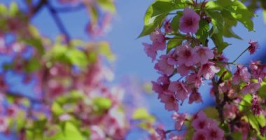 Bahar mevsiminde Kawazu kiraz çiçekleri kapanıyor. Yüksek kalite 4K görüntü. Koto Bölgesi Kiba Tokyo Japonya 03.14.2023