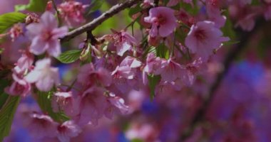 Kawazu kiraz çiçekleri bahar mevsiminde yakın çekim yapar. Yüksek kalite 4K görüntü. Koto Bölgesi Kiba Tokyo Japonya 03.14.2023
