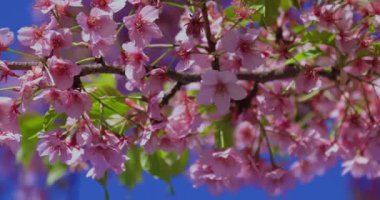 Kawazu kiraz çiçekleri bahar mevsiminde yakın çekim yapar. Yüksek kalite 4K görüntü. Koto Bölgesi Kiba Tokyo Japonya 03.14.2023