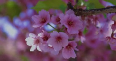 Bahar mevsiminde Kawazu kiraz çiçekleri kapanıyor. Yüksek kalite 4K görüntü. Koto Bölgesi Kiba Tokyo Japonya 03.14.2023
