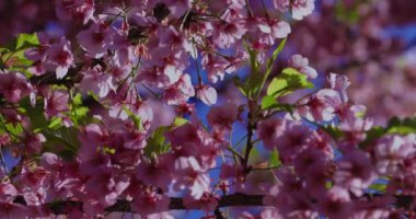 Kawazu kiraz çiçekleri bahar mevsiminde yakın çekim yapar. Yüksek kalite 4K görüntü. Koto Bölgesi Kiba Tokyo Japonya 03.14.2023