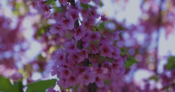 Wiśniowe Kwiaty Wiśni Kawazu Zamykają Się Wiosnę Wysokiej Jakości Materiał — Wideo stockowe
