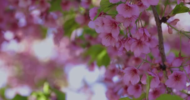 Вишня Кавазу Расцветает Весной Крупным Планом Высококачественные Кадры Район Кото — стоковое видео