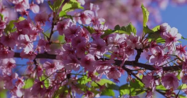 Kawazu Flores Cerezo Temporada Primavera Tiro Cercano Imágenes Alta Calidad — Vídeo de stock