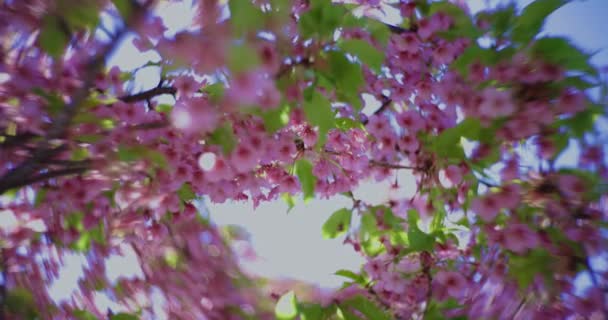 Цветение Вишни Кавазу Весенний Сезон Размывается Вихре Высококачественные Кадры Район — стоковое видео