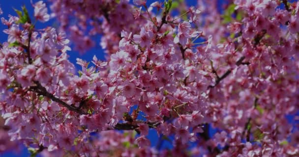 Kawazu Cseresznyevirágzik Tavaszi Szezonban Kiváló Minőségű Felvétel Koto Kerület Kiba — Stock videók