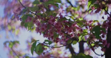 Kawazu kiraz çiçeklerinin 2x yavaş çekimleri yakın çekim elde taşınır. Yüksek kalite 4K görüntü. Koto Bölgesi Kiba Tokyo Japonya 03.14.2023