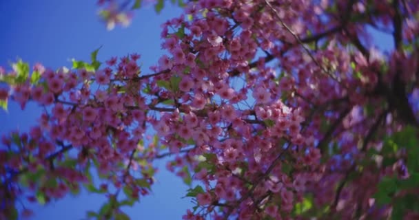 Kawazu Kiraz Çiçeklerinin Yavaş Çekimleri Yakın Çekim Elde Taşınır Yüksek — Stok video