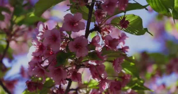 Kawazu Cseresznyevirágok Lassított Felvételét Fogjuk Kézbe Kiváló Minőségű Felvétel Koto — Stock videók