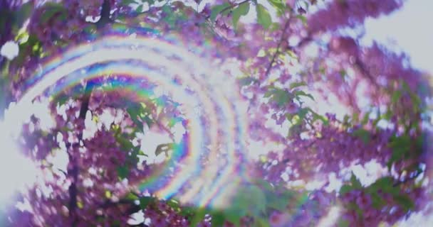 Двократний Повільний Рух Сакур Яного Цвіту Кавадзу Завершує Рукостискання Високоякісні — стокове відео
