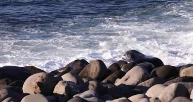 Shizuoka Japonya 'nın Suruga sahilinde bir dalga. Yüksek kalite 4K görüntü. Numazu bölgesi Heda Shizuoka Japonya 01.25.2023 