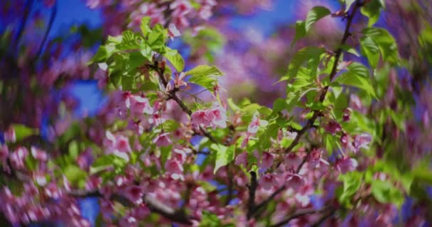 Цвіт Рослини Кавадзу Швидко Розмивається Весняний Сезон Високоякісні Кадрів Район — стокове відео