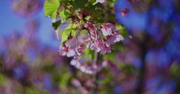 Kawazu Cseresznyevirágok Kavarog Elmosódott Tavaszi Szezonban Közelről Kiváló Minőségű Felvétel — Stock videók
