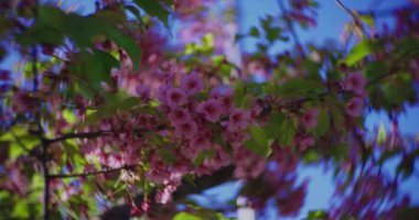Kawazu kiraz çiçeklerinin 2x yavaş çekimleri yakın çekim elde taşınır. Yüksek kalite 4K görüntü. Koto Bölgesi Kiba Tokyo Japonya 03.14.2023