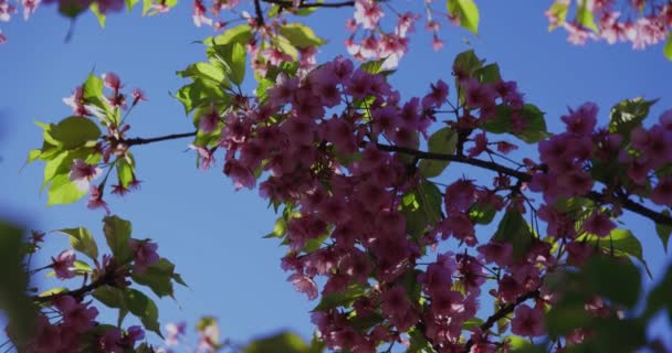 Mouvement Lent Des Fleurs Cerisier Kawazu Referme Main Images Haute — Video