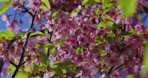 Třešňové Květy Kawazu Kvetou Jaře Kvalitní Záběry Kraj Koto Kiba — Stock video