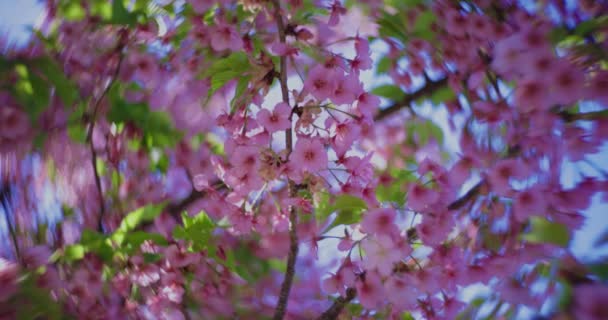 Kawazu Wiśnia Kwiaty Wirują Rozmyte Sezonie Wiosennym Zamknąć Wysokiej Jakości — Wideo stockowe