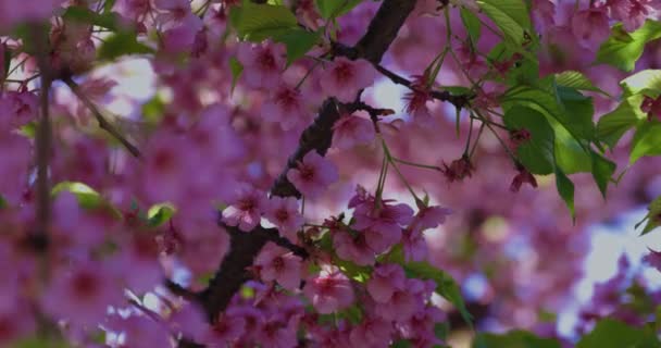 Άνθη Κερασιάς Kawazu Την Ανοιξιάτικη Περίοδο Επικεντρώνονται Υψηλής Ποιότητας Πλάνα — Αρχείο Βίντεο
