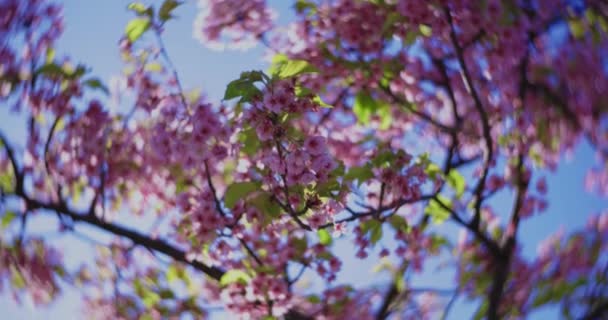 Dvojnásobně Zpomalený Film Třešňových Květů Kawazu Zblízka Drží Kvalitní Záběry — Stock video