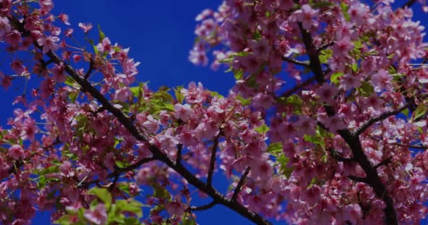 Kawazu Körsbär Blommar Vårsäsongen Nära Skott Högkvalitativ Film Koto Distriktet — Stockvideo