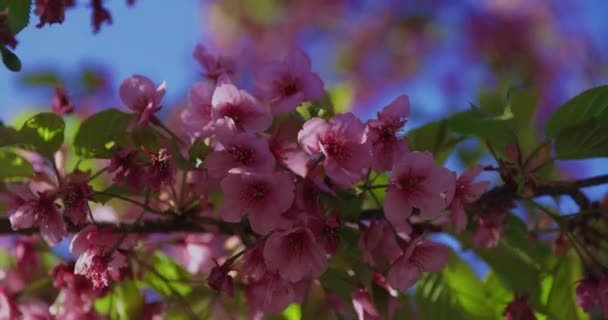 Wolny Ruch Kawazu Wiśniowe Kwiaty Zamykają Handheld Wysokiej Jakości Materiał — Wideo stockowe