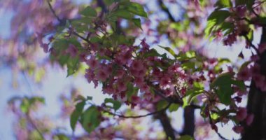 Kawazu kiraz çiçeklerinin 2x yavaş çekimleri yakın çekim elde taşınır. Yüksek kalite 4K görüntü. Koto Bölgesi Kiba Tokyo Japonya 03.14.2023