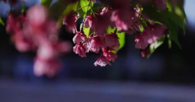 Kawazu kiraz çiçeklerinin 2x yavaş çekimleri yakın çekim elde taşınır. Yüksek kalite 4K görüntü. Koto Bölgesi Kiba Tokyo Japonya 03.14.2023