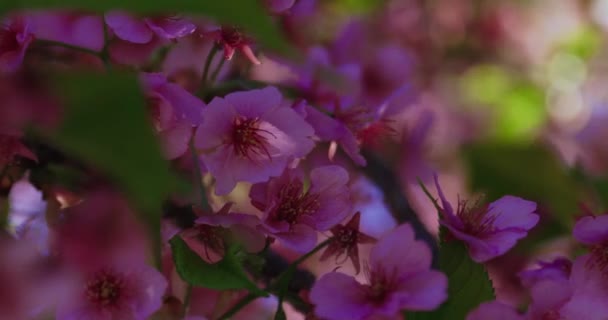 Eine Zeitlupe Von Kawazu Kirschblüten Aus Nächster Nähe Hochwertiges Filmmaterial — Stockvideo