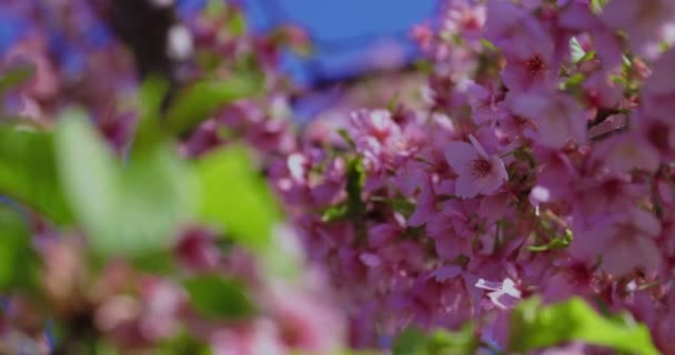 Kawazu Körsbär Blommar Vårsäsongen Med Fokus Högkvalitativ Film Koto Distriktet — Stockvideo