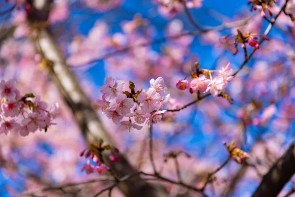 Kawazu Cherry Blossoms Blue Sky Sunny Day Close High Quality — Stock Photo, Image