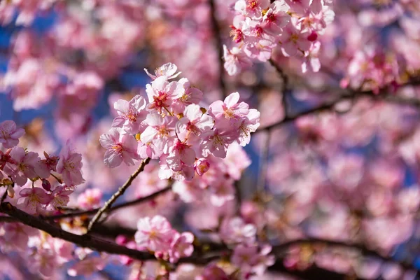 Цвіт Кавадзу Закривається Блакитним Сонячним Днем Високоякісне Фото Округ Суджинамі — стокове фото