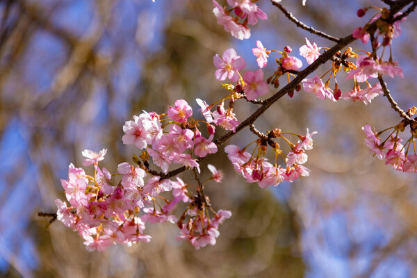 Kawazu cherry blossoms behind blue sky sunny day close up. High quality photo. Suginami district Tokyo Japan 02.28.2023