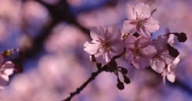 Kawazu kiraz çiçeklerinin 2x yavaş çekimi. Yüksek kalite 4K görüntü. Suginami Bölgesi Tokyo Japonya 02.28.2023