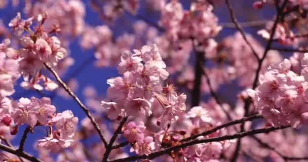 Двухкратная Замедленная Съемка Цветения Вишни Кавазу Высококачественные Кадры Сугинами Токио — стоковое видео