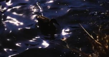 Parktaki gölde yüzen ördeğin yavaş çekimleri. Yüksek kalite 4K görüntü. Suginami Bölgesi Tokyo Japonya 02.28.2023