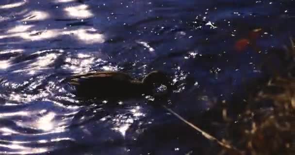 Повільний Рух Плаваючої Качки Ставку Парку Високоякісні Кадрів Округ Суджинамі — стокове відео