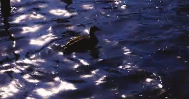 Slow Motion Floating Duck Pond Park High Quality Footage Suginami — Stock Video