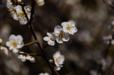 Mavi gökyüzünün arkasındaki erik çiçeği güneşli bir günde kapanıyor. Yüksek kalite fotoğraf. Suginami Bölgesi Tokyo Japonya 02.28.2023