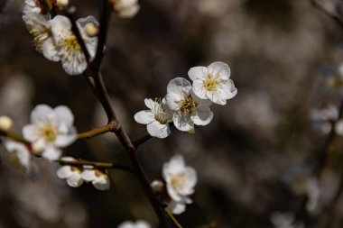 Mavi gökyüzünün arkasındaki erik çiçeği güneşli bir günde kapanıyor. Yüksek kalite fotoğraf. Suginami Bölgesi Tokyo Japonya 02.28.2023