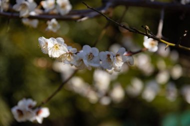 Mavi gökyüzünün arkasındaki erik çiçeği güneşli bir günde kapanıyor. Yüksek kalite fotoğraf. Suginami Bölgesi Tokyo Japonya 02.28.2023