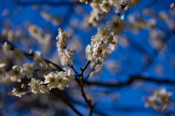 Plum Flower Blue Sky Sunny Day High Quality Photo Suginami — Stock Photo, Image